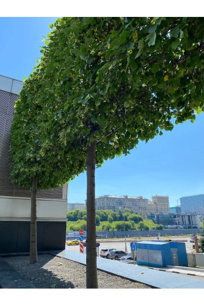 Липа широколиста